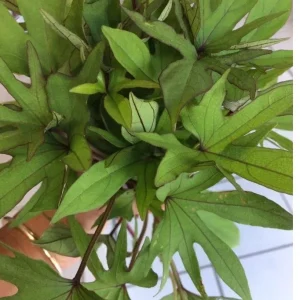 10 Orange Sweet Potato Slips - Copper Jewel Variety Cuttings - 90 Days to Harvest - Image 6