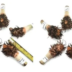 10 Orange Turmeric Mother Rhizomes - Curcuma Longa Live Plant for Growing - Image 2