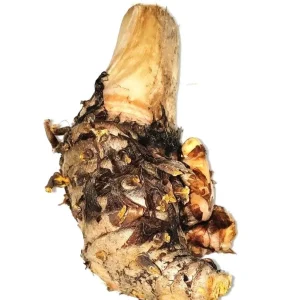 10 Orange Turmeric Mother Rhizomes - Curcuma Longa Live Plant for Growing - Image 5