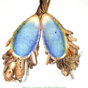 10 Orange Turmeric Mother Rhizomes - Curcuma Longa Live Plant for Growing - Image 6