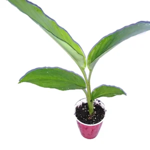 10 Orange Turmeric Mother Rhizomes - Curcuma Longa Live Plant for Growing - Image 7