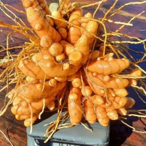 10 Orange Turmeric Mother Rhizomes- Florida Fresh! Curcuma longa from Green Ashes Farm, 100% Organic - Image 4