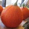 10 Organic Gac Fruit Seeds - Momordica Cochinchinensis Melon Vine - Image 1