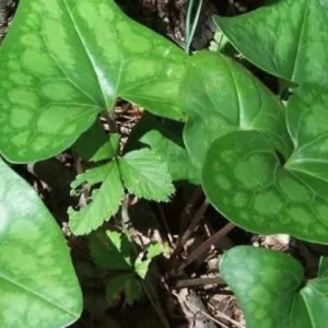 10 Organic Heartleaf Ginger Bare Roots - Hexastylis Arifolia Wildflower Plant - Image 9