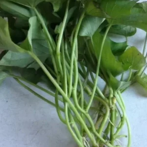 10 Organic Red Japanese Sweet Potato Cuttings - Ready to Plant Slips for Gardening - Image 5