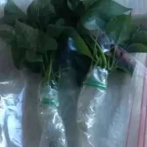 10 Organic Red Japanese Sweet Potato Cuttings - Ready to Plant Slips for Gardening - Image 6