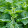 10 Organic Stinging Nettle Bare Root Plants - Urtica dioica - Image 1