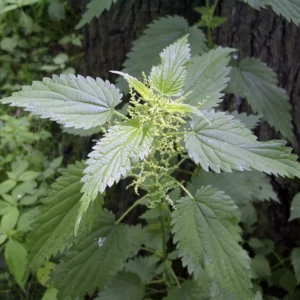 10 Organic Stinging Nettle Bare Root Plants - Urtica dioica - Image 6