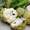 10 Organic Sugar Apple Seeds - Annona Squamosa Tropical Fruit Plant - Image 1