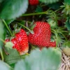 10 Ozark Beauty Strawberry Plants – Bare Root Everbearing – Sweet Red Berries – Cold Hardy - Image 1