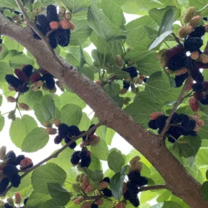 10 Pakistan Mulberry Tree Starter Plug - Morus macroura Live Plant - Image 3