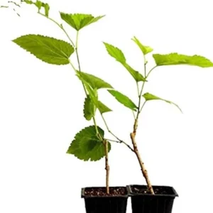 10 Pakistan Mulberry Tree Starter Plug - Morus macroura Live Plant - Image 4
