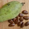 10 Pawpaw Tree Seeds - Organic Asimina triloba Native Fruit Seeds - Image 1