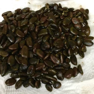 10 Pawpaw Tree Seeds - Organic Asimina triloba Native Fruit Seeds - Image 4