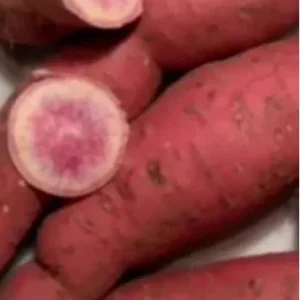 10 Pink Korean Sweet Potato Slips - Well Rooted Live Plants - Easy Grow Sweet Potato Cutting - Image 3