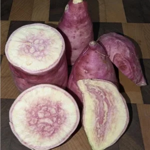 10 Pink Korean Sweet Potato Slips - Well Rooted Live Plants - Easy Grow Sweet Potato Cutting - Image 4