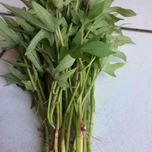 10 Pink Korean Sweet Potato Slips - Well Rooted Live Plants - Easy Grow Sweet Potato Cutting - Image 5