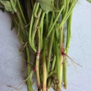 10 Pink Korean Sweet Potato Slips - Well Rooted Live Plants - Easy Grow Sweet Potato Cutting - Image 6