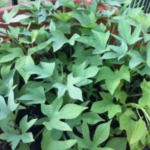 10 Pink Korean Sweet Potato Slips - Well Rooted Live Plants - Easy Grow Sweet Potato Cutting - Image 7