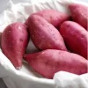 10 Pink Korean Sweet Potato Slips - Well Rooted Live Plants - Easy Grow Sweet Potato Cutting - Image 1