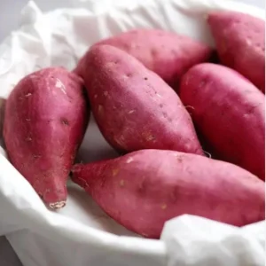 10 Pink Korean Sweet Potato Slips - Well Rooted Live Plants - Easy Grow Sweet Potato Cutting - Image 1