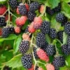 10 Prime Ark 45 Blackberry Plant Primocane Bare Root Bush - Fruit Bush - Image 1