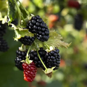 10 Prime Ark Horizon Blackberry Live Plant Starter Plugs - Everbearing Fruit - Image 5