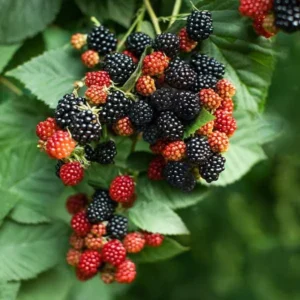 10 Prime Ark Traveler Blackberry Starter Plugs - Thornless, Fruiting Live Plant - Image 2