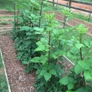 10 Prime Ark Traveler Blackberry Starter Plugs - Thornless, Fruiting Live Plant - Image 4