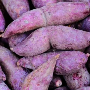 10 Purple Molokai Sweet Potato Slips - Well Rooted Live Plant Cuttings - Image 2