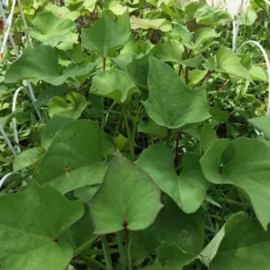 10 Purple Molokai Sweet Potato Slips - Well Rooted Live Plant Cuttings - Image 5