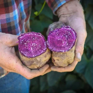 10 Purple Molokai Sweet Potato Slips - Well Rooted Live Plant Cuttings - Image 1