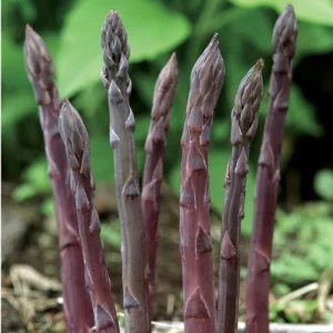 10 Purple Passion Asparagus Bare Roots - Perennial Vegetable Plant - Image 2