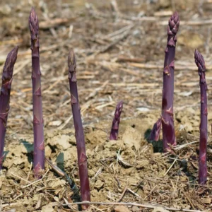 10 Purple Passion Asparagus Bare Roots - Perennial Vegetable Plant - Image 7