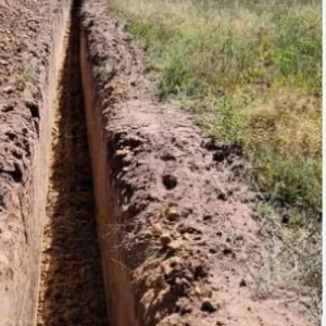 10 Purple Passion Asparagus Crowns - 2 Year Bare Root Live Plants for Garden - Image 10