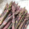 10 Purple Passion Asparagus Crowns - 2 Year Bare Root Live Plants for Garden - Image 1