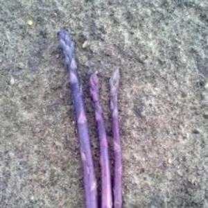 10 Purple Passion Asparagus Crowns - 2 Year Bare Root Live Plants for Garden - Image 3