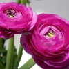 10 Purple Ranunculus Bulbs - Jumbo Size for Vibrant Garden Flowers - Image 1