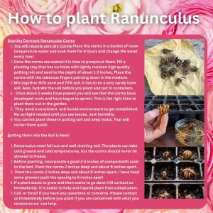 10 Purple Ranunculus Bulbs - Jumbo Size for Vibrant Garden Flowers - Image 2