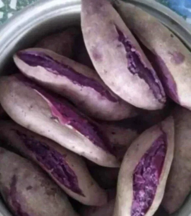 10 Purple Sweet Potato Slips - Live Plant Cuttings for Growing - Image 2