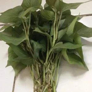 10 Purple Sweet Potato Slips - Live Plant Cuttings for Growing - Image 4