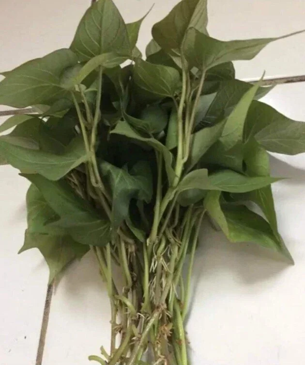 10 Purple Sweet Potato Slips - Live Plant Cuttings for Growing - Image 4