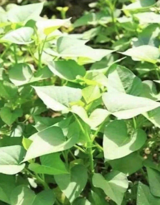 10 Purple Sweet Potato Slips - Live Plant Cuttings for Growing - Image 6