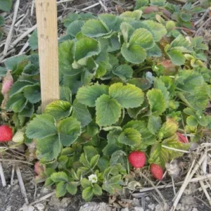 10 Quinault Strawberry Bare Roots - Everbearing Fruit Plant for Gardens - Image 3