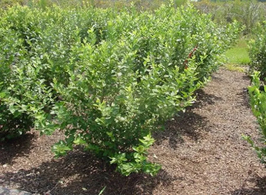 10 Rebel Blueberry Starter Plugs - Vaccinium corymbosum - Southern Highbush - Image 3