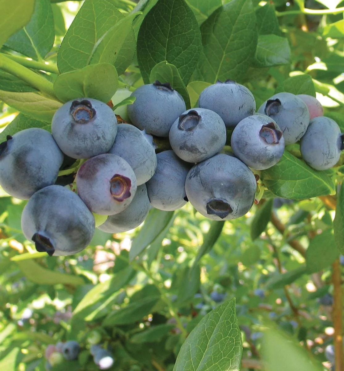 10 Rebel Blueberry Starter Plugs - Vaccinium corymbosum - Southern Highbush - Image 5