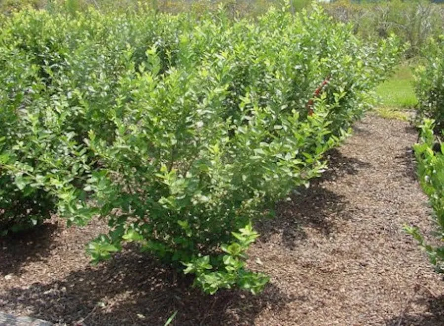 10 Rebel Blueberry Starter Plugs - Vaccinium corymbosum - Southern Highbush - Image 7