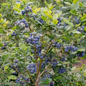 10 Rebel Blueberry Starter Plugs - Vaccinium corymbosum - Southern Highbush - Image 8