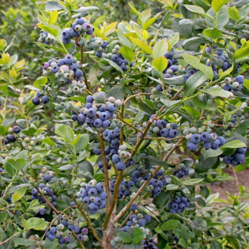 10 Rebel Blueberry Starter Plugs - Vaccinium corymbosum - Southern Highbush - Image 8