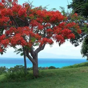 10 Red Flamboyant Tree Seeds - Royal Poinciana Delonix Regia - Fresh Harvest - Image 3